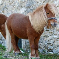 Из школы в Татарстане похитили пони. Возбуждено дело Из школы в Татарстане похитили пони. Возбуждено дело