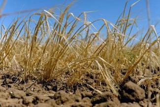 «Когда у нас холодно, в Сибири почему-то жарко»: грозят ли Татарстану летом засуха и саранча? «Когда у нас холодно, в Сибири почему-то жарко»: грозят ли Татарстану летом засуха и саранча?