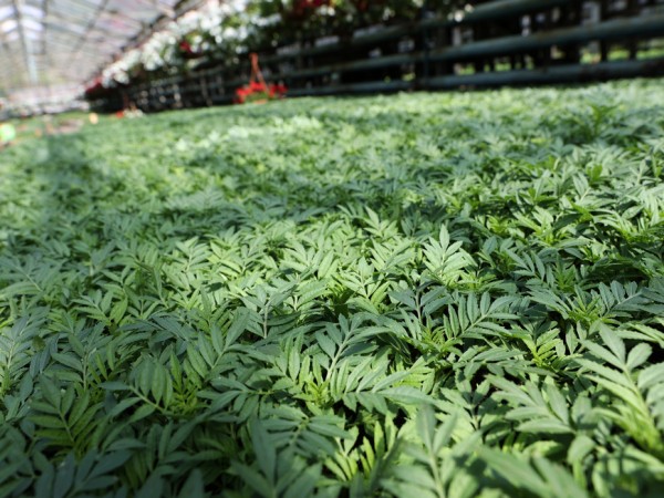 В этом году в Казани высадят до 2 млн цветочных саженцев