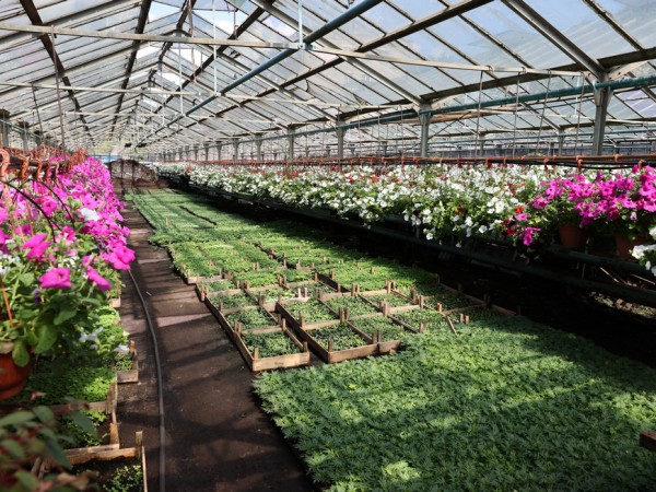 В этом году в Казани высадят до 2 млн цветочных саженцев