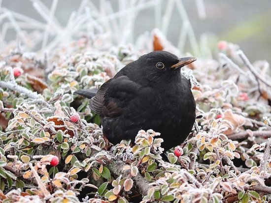 В Татарстане ожидаются ночные заморозки
