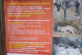 Вам что, собак не жалко?.. Голодные псы зовут казанцев голосовать за поправки к Конституции