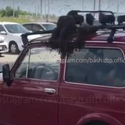 В Уфе рой пчел напал на машину (ВИДЕО)