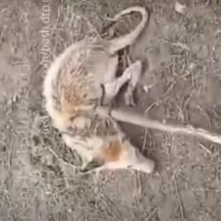 &laquo;Чупакабра?&raquo;: в Башкирии поймали неизвестного хищника, нападавшего на подворья (ВИДЕО)