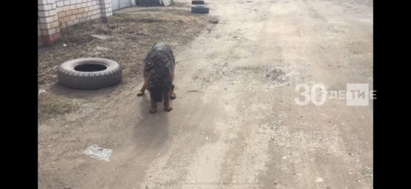 В Татарстане не стали заводить уголовное дело на хозяина алабаев, которые растерзали овчарку вставшую на защиту девочки