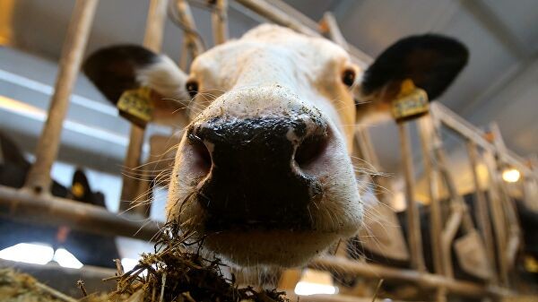 "Давайте сами зарабатывать". Как агрошкола спасла вымирающее село "Давайте сами зарабатывать". Как агрошкола спасла вымирающее село