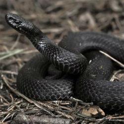 В Нижнекамском районе во время сбора ягод на людей напали гадюки
