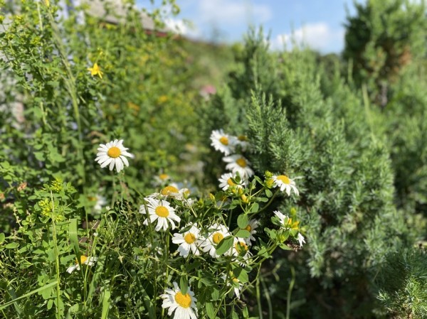 В День семьи, любви и верности в Казани прошло чествование супружеских пар В День семьи, любви и верности в Казани прошло чествование супружеских пар