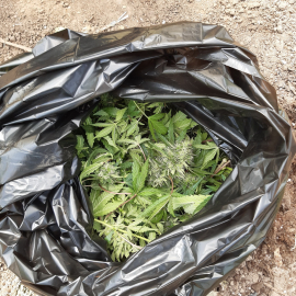 Сотрудники УНК МВД по РТ задержали казанца, занимавшегося выращиванием наркосодержащего растения