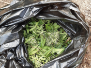 Сотрудники УНК МВД по РТ задержали казанца, занимавшегося выращиванием наркосодержащего растения