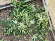 Сотрудники УНК МВД по РТ задержали казанца, занимавшегося выращиванием наркосодержащего растения