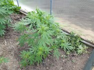 Сотрудники УНК МВД по РТ задержали казанца, занимавшегося выращиванием наркосодержащего растения