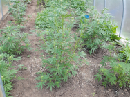 Сотрудники УНК МВД по РТ задержали казанца, занимавшегося выращиванием наркосодержащего растения