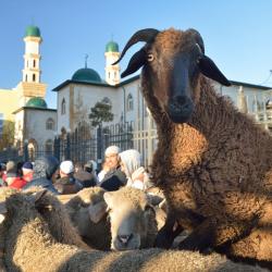 В Татарстане определили порядок проведения Курбан-байрама