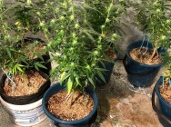 По горячим следам сотрудниками ОБОП задержаны подозреваемые в разбойном нападении