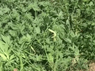 Сотрудниками ОБОП задержаны подозреваемые в серии краж из сети спортивных магазинов