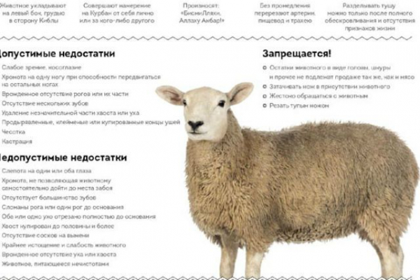 Пост, молитва и заклание. Как правильно отмечать Курбан-байрам?