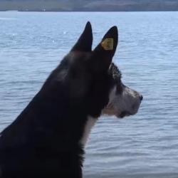 Бездомный пес в Казани стал экоактивистом и героем телевизионных репортажей