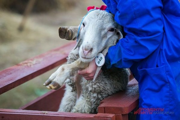 Пост, молитва и заклание. Как правильно отмечать Курбан-байрам?