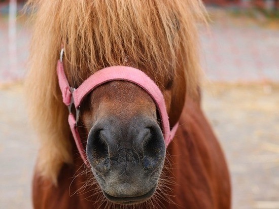 Афера с мертвой пони в Казани обернулась домашним арестом мошенницы