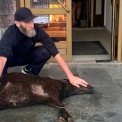 В Татарстане прямо в торговом центре зарезали барана