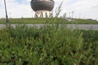 С глаз долой - из сердца вон: территория у казанской &laquo;Чаши&raquo; превращается в заброшенный пустырь