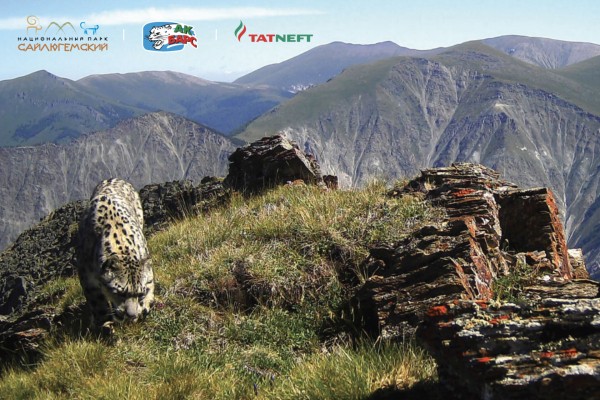 
              &laquo;Ак Барс&raquo; поможет спасти белых барсов на Алтае             