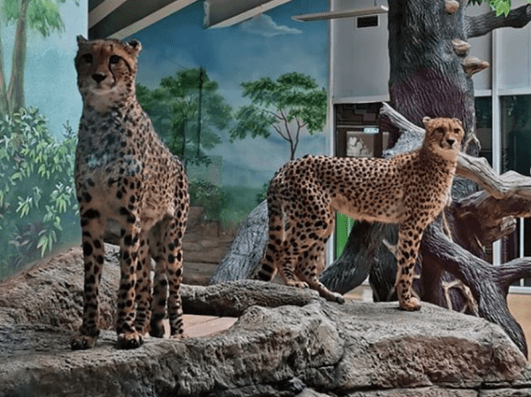 В казанский зооботсад привезли четырех гепардов