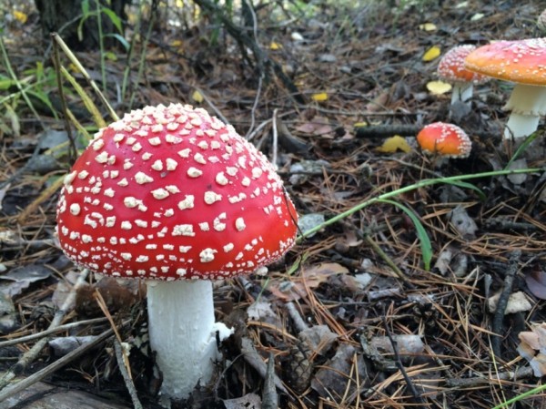 Токсиколог Минздрава РТ: при отравлении грибами обращаться за помощью надо незамедлительно