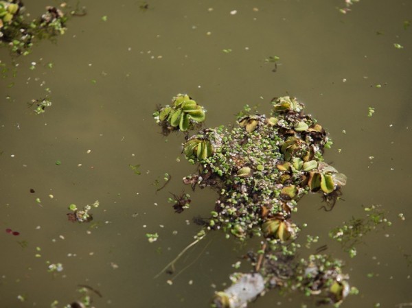 На Большом Лебяжьем озере в качестве эксперимента для очистки воды высадили краснокнижную сальвинию плавающую