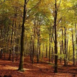 Профессор КФУ рассказал, стоит ли ждать бабье лето в Казани