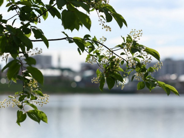 На Юнусовской площади в Старо-Татарской слободе появится &laquo;Аллея туризма&raquo;