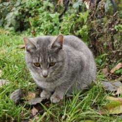 «Усыпите моего кота, я устал быть его хозяином» «Усыпите моего кота, я устал быть его хозяином»