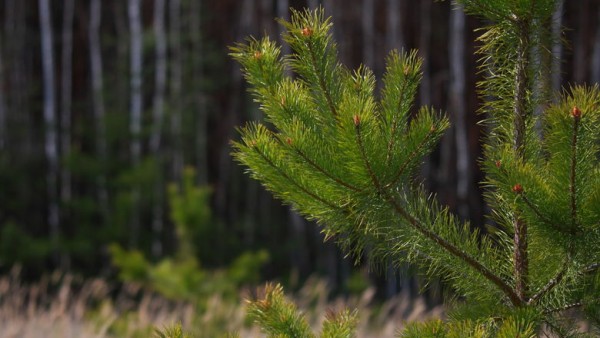 Лесники Татарстана выполнили план по лесовосстановлению на четыре года раньше