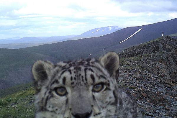 
              &laquo;Ак Барс&raquo; поможет спасти белых барсов на Алтае             