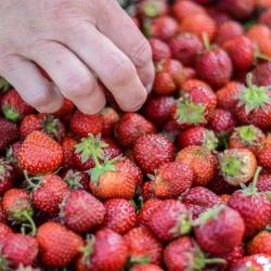 Прокуратура РТ: Пенсионерка чуть не убила 11-летнего мальчика за кражу клубники с огорода