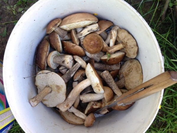 Токсиколог Минздрава РТ: при отравлении грибами обращаться за помощью надо незамедлительно