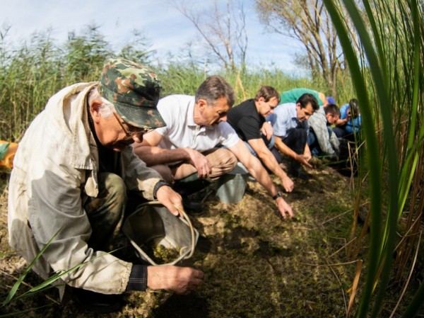 На Большом Лебяжьем озере в качестве эксперимента для очистки воды высадили краснокнижную сальвинию плавающую