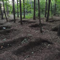 &laquo;Жуткое зрелище&raquo;: уфимцев напугал ряд прямоугольных дыр в лесу