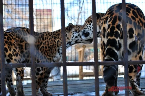 Казанцы дали имена четырём гепардам, которых привезли из Франции