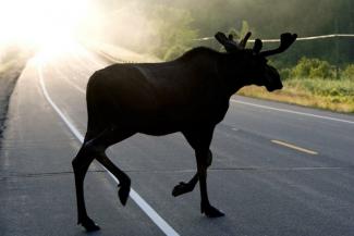 Мало не покажется: в Татарстане лоси начали выбегать на ночные трассы