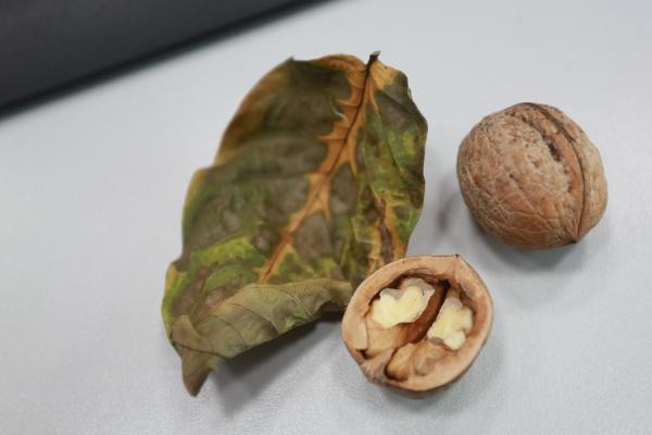 &laquo;Алкаши ими закусывают&raquo;: в казанском дворе поспел урожай грецких орехов