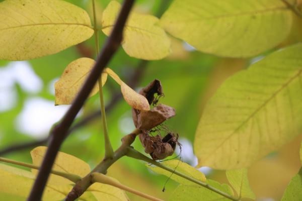 &laquo;Алкаши ими закусывают&raquo;: в казанском дворе поспел урожай грецких орехов