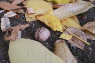 &laquo;Алкаши ими закусывают&raquo;: в казанском дворе поспел урожай грецких орехов