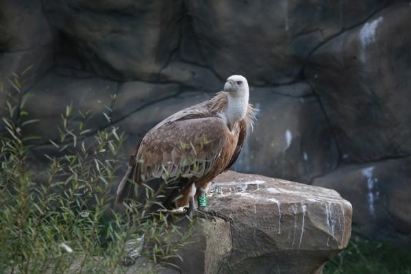 В казанский зоопарк &laquo;Река Замбези&raquo;, куда никак не доедут слон и жираф, решили вбухать еще полмиллиарда