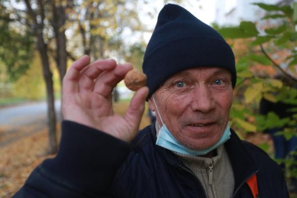 &laquo;Алкаши ими закусывают&raquo;: в казанском дворе поспел урожай грецких орехов