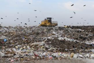 Казанским властям не удалось свалить вину за вонь на Мамадышском тракте на коров и свиней