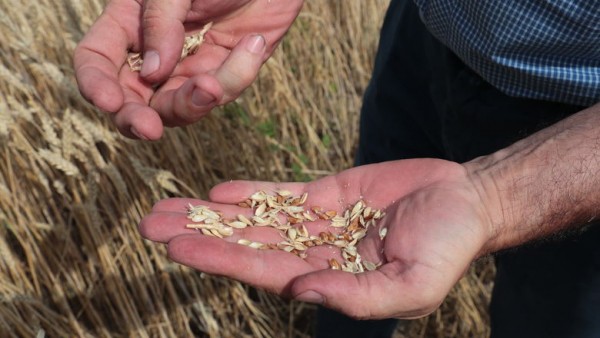 Татарстан побил рекорд 12-летней давности по сбору зерна