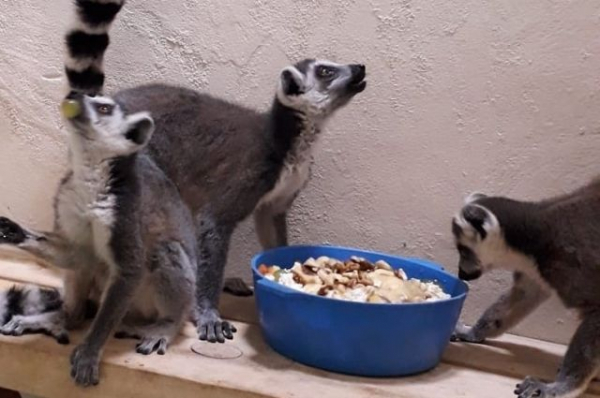 На реконструкцию казанского зоопарка выделят почти 480 млн рублей