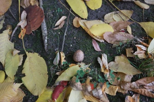 &laquo;Алкаши ими закусывают&raquo;: в казанском дворе поспел урожай грецких орехов